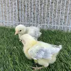 صوص دجاج روز