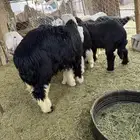 فواخر نجد جذعان