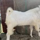 تيس فحل  ابيض  فاخر
