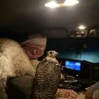 طير جير شاهين