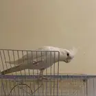 كروان البينو ذكر اليف