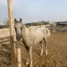 خيل