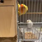 للبيع جوز طيور روز. Pair of Rosy For Sale