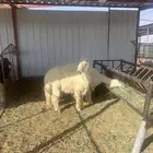 خرفان نجد بيض بريه