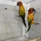 جوز صن كنيور