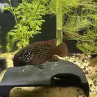 سمكة جويل سيكليد jewel cichlid