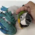 فرخ ببغاء بلو اند قولد