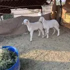 خروف ورخل حرية مغلقة شحم