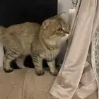 قط ضائع عند بقالة مكه