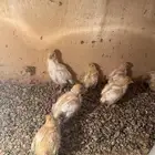 للبيع صوص فري سمان تكساس امريكي