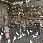 حمام فرنسي للبيع