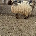 خروف فحل نعيمي