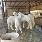 خرفان حري.