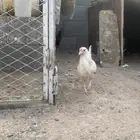 دجاج