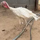 ديك رومي