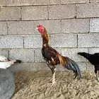 ديك شامو الماني