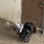 دجاج رومي