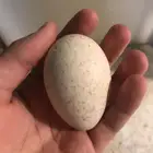 بيض رومي للبيع