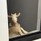 ماعز قزم
