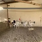 ما شاء الله تبارك الله