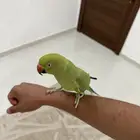 ببغاء دره اليف