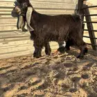 مشروع فحل عارضي كفو