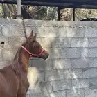 للبيع مهر المهر مسجل بس البيع شعبي المهر سليم ما يشكي من شي