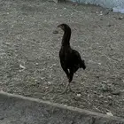 ديك باكستاني سندي