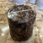 تمر حلوه مشروط