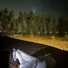 حصان شعبي