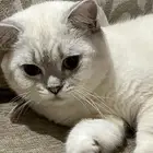 قط ذكر سكوتش للتزاوج