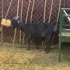 ماعز قزمي السن ثنيه و دافع للبيع