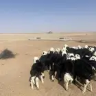 طليان نجد (( تم البيع ))