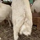 طليان حري طائفي فل شحم ولحم