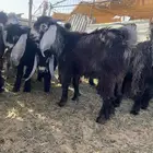 تيوس مغلقه