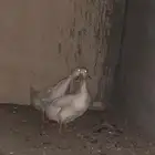 جوز بط بياض