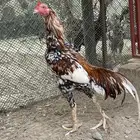 دجاج سنود للبيع