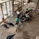دجاج باكستاني