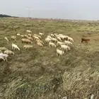 مراح كامل