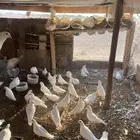 حمام فرنسي منتج