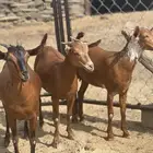 جفار تأسيس مراح