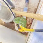 حرباء حدي فيها 80