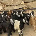 معزا عوارض دفاع وحليب للبيع بفحلها عدد 25