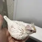 فرخ كوكتيل البينو عيون حمره