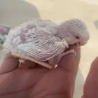 فرخ روز لا يجي إلى الصامل