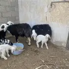 شياه نجد متابيع