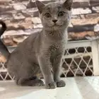 سكوتش ستريت للبيع