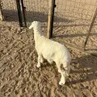 الشميسي طريق الخواجات قبل حوش الجابري