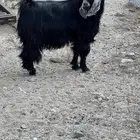 تيس عارضي