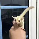 متوفر ذكر شوقر قلايدر كريمينو